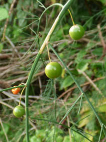 Asparagus officinalis